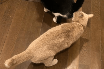 食事中の兄猫のお尻を嗅ぐ妹猫　しかし、よく見ると「ご飯の匂いかな」「繋がるかも」 画像
