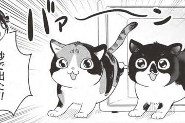 「子猫、永遠に見てられる」…里親になった子猫はわんぱく盛りに感慨…【借金1000万作曲家の人生を変えてくれた猫の話 #４】 画像