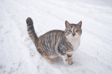 雪の日に外に出た猫。16歳になった現在の様子に…「まるで犬」「常識は当てはまらない」 画像
