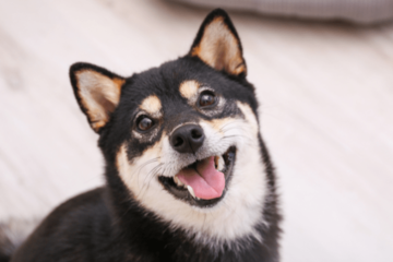 イタズラを□ろうとする飼い主　次の瞬間…→柴犬のポーズに「完全に現行犯」「怒る気失せた」 画像