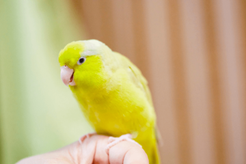 好奇心旺盛なインコ　帰宅すると”まさかの物”をくわえ…→「やってくれたなぁ！」「笑った」 画像