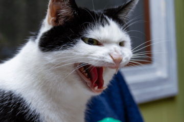 なぜか唸り声を出す猫　慌ててリビングにいった瞬間⇒まさかの行動に「強敵だ」「残念だったね」 画像