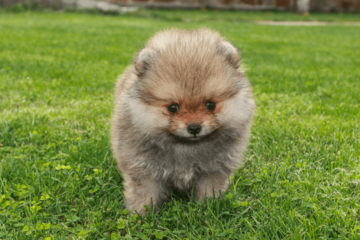 生後6ヶ月のポメラニアン…飼い主がいたずらを□ると⇒愛犬の”拗ねたときの行動”に「かわいい」 画像
