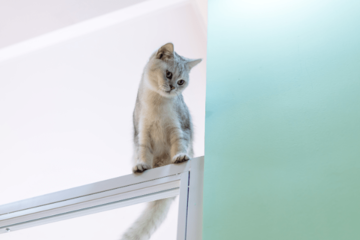 登るのが好きな愛猫　しかし”まさかの場所”に乗ってしまい⇒「ありがたい雰囲気」「思わず笑った」 画像