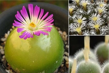 筑波実験植物園、育てる宝石「コノフィツム」特別公開 画像