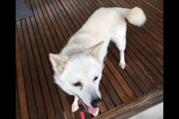 散歩に大喜びな愛犬　しかし、リードを付けた瞬間⇒玄関から”動かない理由”に「どっちなの？」「しっぽだけは元気」 画像