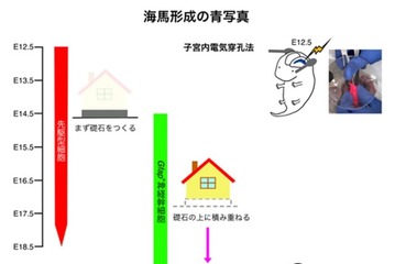 東京医科大、脳の記憶中枢形成の謎を解明…発達障害など原因究明に期待 画像