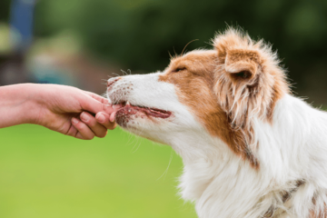 頭がよすぎる愛犬…家族がおやつをあげようとすると⇒まさかの先周りに「もしかしてAIなの？」 画像
