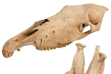 大阪市立自然史博物館、干支にちなんだ「午年展」1/16-25 画像