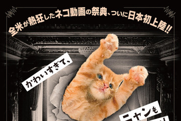 ネコ動画の祭典『CatVideoFest』日本初上映、チケット収益の一部は保護団体へ寄付 画像