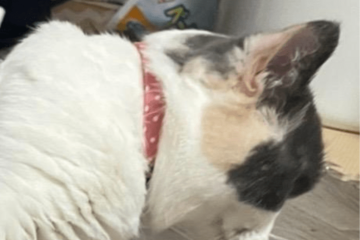 狭い空間が好きなマンチカン　床にズボンを置くと⇒猫の”予想外の姿”に「なにしてるの！」 画像