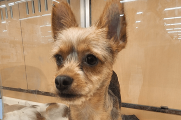 「おじさんみたい」8ヶ月売れ残りの犬　我が家に迎え入れると…⇒見違えるほど健康的な姿に「可愛くなった」 画像