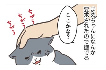 愛猫にねだられ、なでなでタイム。まさか「肉球」を触って欲しいなんてことあるんだ…【おさんぽですし！　おしゃべり犬とイライラ猫の日記 #22】 画像