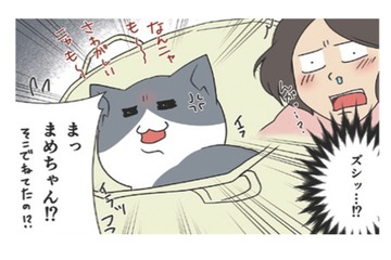 お気に入りの場所から絶対に動きたくない愛猫。漬物石より重たくなるのはなぜ？【おさんぽですし！　おしゃべり犬とイライラ猫の日記 #23】 画像