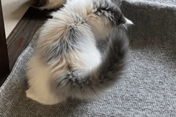 家の中が冷えていた日　寝室の床に違和感…⇒愛猫の行動に「賢い」「思わず笑った」 画像