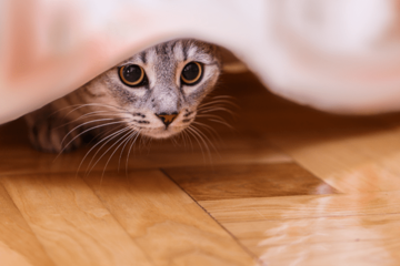 家の中から突然消えた猫　飼い主「どこいったの？」⇒ようやく”発見した場所”に「そりゃ分からん」 画像