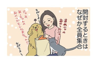 なぜだろう？ネットで購入した服が届くと全員集合。猫は値札タグで暴れ、愛犬は…【おさんぽですし！　おしゃべり犬とイライラ猫の日記 #30】 画像