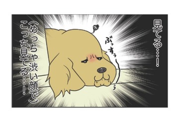 ひいきはダメよ！愛犬が寝てる間に愛猫と戯れていると感じる、ぶちゃ渋い視線…【おさんぽですし！　おしゃべり犬とイライラ猫の日記 #31】 画像