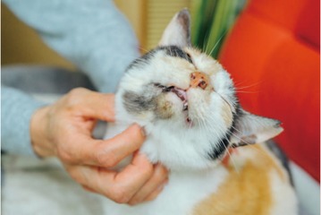 「今日もナデナデしてくれるかな～」鍼灸マッサージ治療院の看板猫・ミケちゃんのお仕事は？【ミケちゃんとやすらぎさん #３】 画像