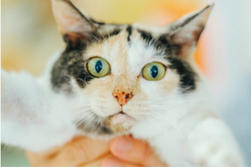 未確認飛行物体発見！ 真剣におもちゃのトンボで遊ぶ看板猫・ミケちゃんに注目【ミケちゃんとやすらぎさん #４】 画像