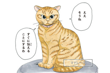 老犬の柴犬に嫁いできたという不思議な猫。気品溢れる「マドレーヌ夫人」とは？【かのこちゃんとマドレーヌ夫人 #１】 画像