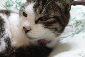 ベランダで…愛猫が網戸に猛ダッシュ　スイスイ登る姿に「忍者！？」しかし次の瞬間⇒まさかの弱点に「あまりに面白い」 画像