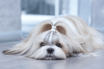 呼んでも無視するシーズー　試しに「ぬいぐるみ」を可愛がると⇒衝撃的な豹変に「やばい」「この子一筋」 画像