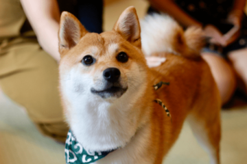 帰宅した飼い主「嫌な予感がする…」現行犯の柴犬が浮かべた“まさかの表情”に爆笑 画像