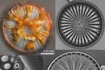 【夏休み2026】高校生向け珪藻研究、合宿講座7/25-27…琵琶湖博物館 画像