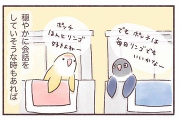 隣同士のケージで暮らす2羽のインコ。一体どんな会話をしているの？【うちのインコたちは今日もおしゃべり #２】 画像