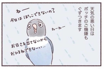 天気の悪い日はインコもご機嫌ななめ…。いつもと違う姿とは？【うちのインコたちは今日もおしゃべり #３】 画像