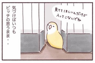 「入ってこないで！」でも「見てて！」狭いところが好きなインコのかわいい本音【うちのインコたちは今日もおしゃべり #５】 画像