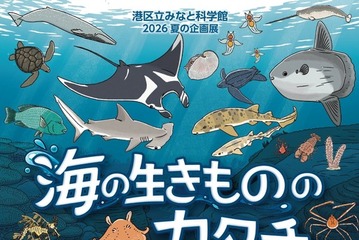 【夏休み2026】みなと科学館「海の生きもののカタチ」企画展9/13まで…実寸大エイも 画像