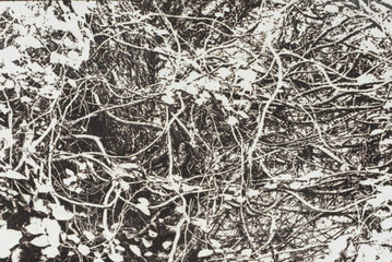 市川孝典、個展「FLEETING DAYS」10月7日より渋谷・NONLECTURE book/artsで開催 画像