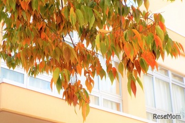 【中学受験】来月行ける中高一貫・男子校「学校見学」11月…海城、武蔵など10校 画像