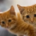 2本脚で立ってボールを掴み取る！「最強ニャンコGK」がスゴすぎる
