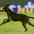 ボールが好き過ぎる犬が試合に乱入！選手を股抜きする