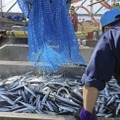 21年8月、北海道・花咲港で水揚げされるサンマ