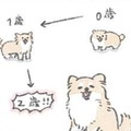 愛犬むっくの誕生日…楽しいことがいっぱいあるらしいと理解した様子だが？【うちのむっくはいつも楽しそう #10 】