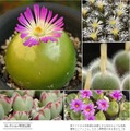 筑波実験植物園、育てる宝石「コノフィツム」特別公開 画像