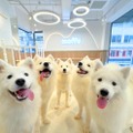 「サモエドカフェmoffu」大阪・心斎橋にオープン “もふもふ天国”でくつろぐ癒しを体験 画像