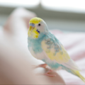 おしゃべりが上手なインコ　飼い主の腕に噛みつくと⇒インコの”まさかの一言”に「家族みんな大笑い」