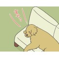 ソファを占領して眠る愛犬…大好きな洗濯物の匂いを確かめてまた夢の中へ？【おさんぽですし！　おしゃべり犬とイライラ猫の日記 #４】 画像