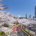 東京ミッドタウンで春の到来を祝う期間限定イベント、夜桜ライトアップや美食を堪能 画像