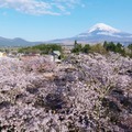 静岡の桜名所・時之栖で春イベント「Spring Festival 2026」花々を愛でグルメに舌鼓 画像