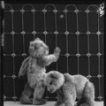 1902年に発明された最初の　　　　　テディベア“55PB”