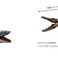 モササウルスの復元イラストと骨格標本