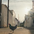 『雌鶏』©2025 Pallas Film-Twenty Twenty Vision-View Master Films-ZDF