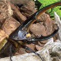 ヘラクレスオオカブト