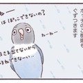 天気の悪い日はインコもご機嫌ななめ…。いつもと違う姿とは？【うちのインコたちは今日もおしゃべり #３】 画像